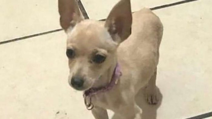 Anciana perdió a su perro y, a falta de dinero, ofreció una pizza como recompensa