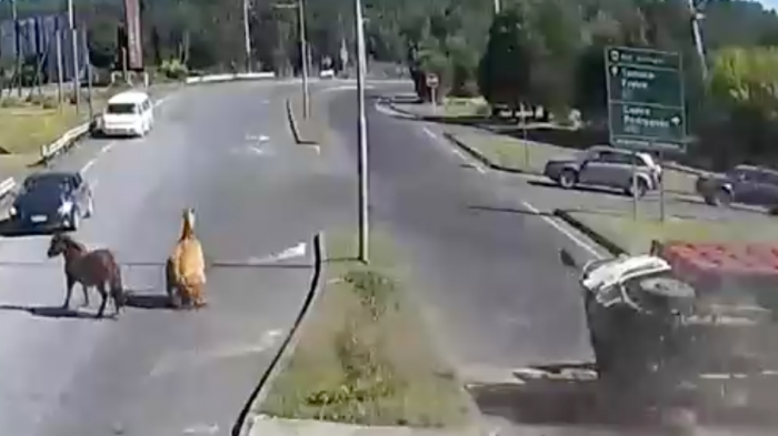 Uno llevaba caballos: Registran impactante choque frontal de camiones