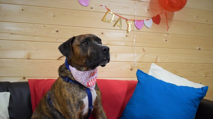 Perro lleva más de 200 días en un refugio y organizaron una fiesta para adoptarlo: Nadie asistió