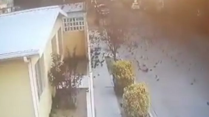 Inexplicable: Captan momento exacto en que un centenar de aves mueren repentinamente