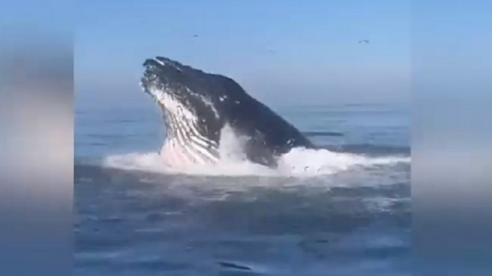 Sorpresivos avistamientos: ¿Cómo vacacionar sin dañar la fauna?