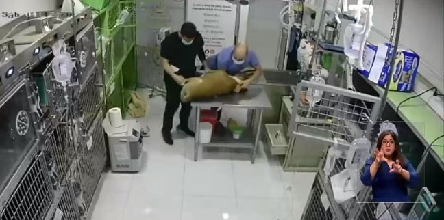 Clínica veterinaria de la RM tiene más de 100 denuncias por maltratos y negligencias