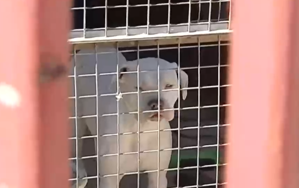 Dos víctimas en Talagante: Vecinos en alerta por ataques de perros pitbull