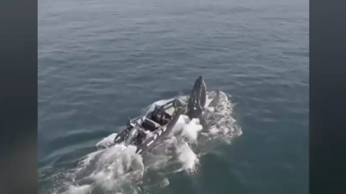 Buscaba alimento: Captan a ballena atrapada en una embarcación en Hornitos