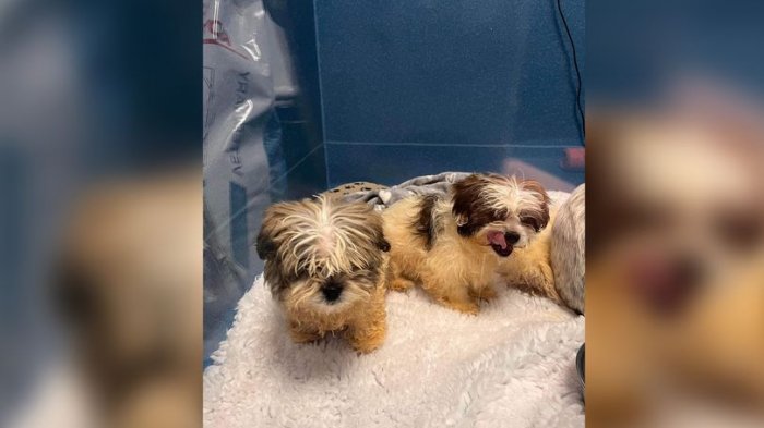 Perrito lucha por su vida tras ser encontrado junto a otros 7 cachorros en una bolsa de basura