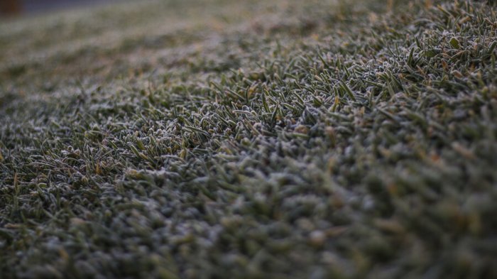 Emergencia hídrica: Sorprendente consumo de agua del pasto en las ciudades