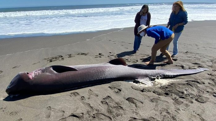 Tiburón varó en playa de Cobquecura: Se enteraron que era hembra cuando comenzó a tener sus crías