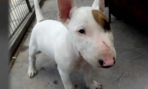 Mató a perrita tras lanzarla a la carretera: Piden cárcel por cruel maltrato animal