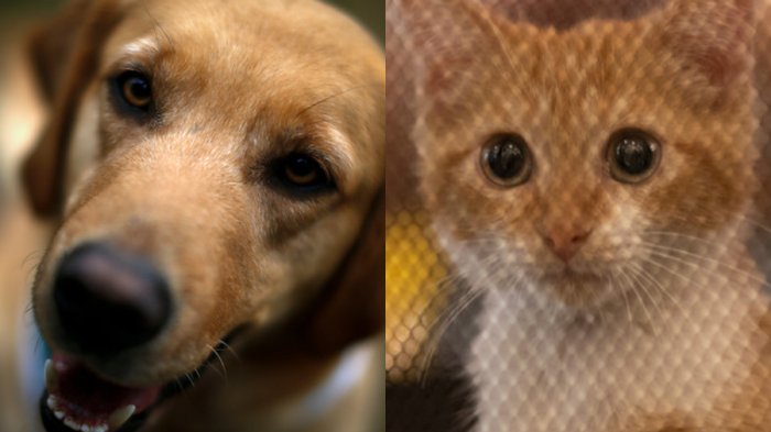 Estudio de población animal revela que en Chile hay 4 millones de gatos y perros abandonados