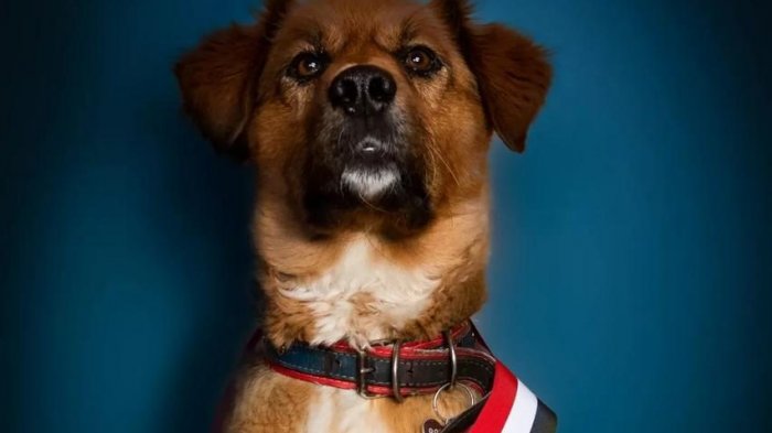 La reflexión de Brownie al convertirse en el primer perro presidencial: 