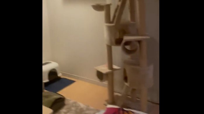 Youtuber japonés grabó el momento exacto del terremoto en Japón: 