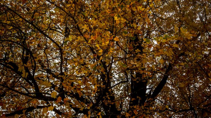 ¿Cuántos otoños has vivido? Conoce el por qué producen las estaciones del año