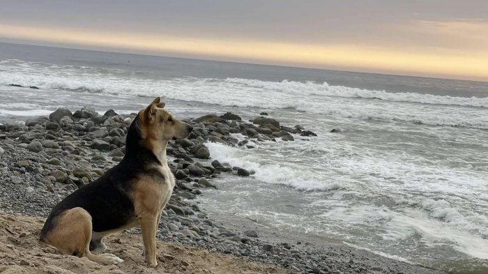 Historia de amor incondicional: Perrito visita a diario playa en donde falleció su dueño