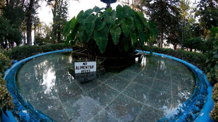 Insólito robo: Dejaron casi sin peces la pileta central de la Plaza de Armas de Curicó