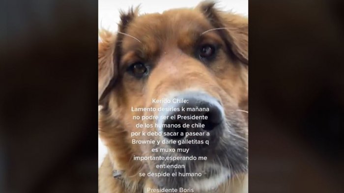 Ahora también en TikTok: Brownie se hace pasar por Boric en viralizado video