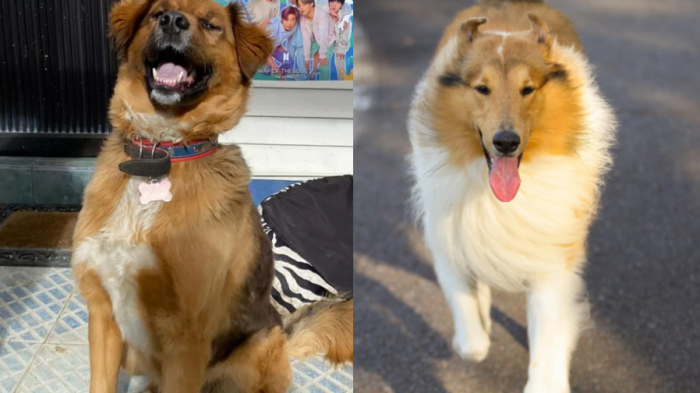 Brownie Boric le envió especial y particular regalo a perro de Alberto Fernández: 