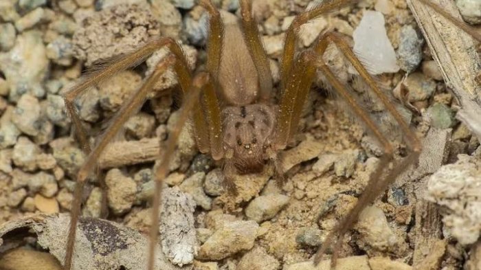 Adolescente chileno descubrió una nueva araña de rincón y lleva nombre en su honor