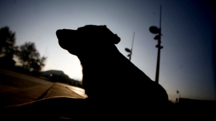 Hombre murió tras ser atacado por una jauría mientras estaba en su trabajo