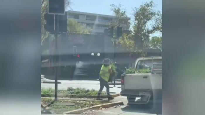 Tulbalgias, las plantas de bajo consumo hídrico que se robaron en Providencia