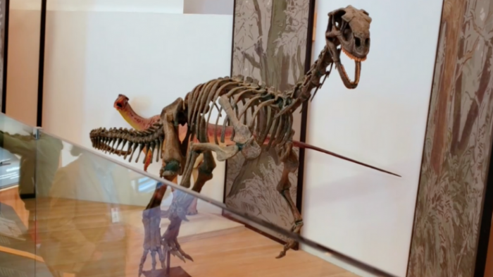 Hay Oscar para el Chilesaurus: Museo que lo resguarda recibió reconocimiento internacional