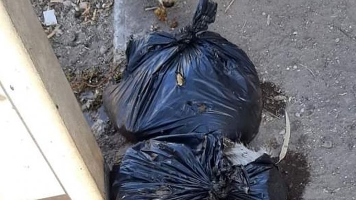 Alcalde anunció querella: Denuncian que encontraron perros faenados en las calles de PAC