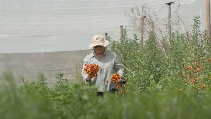 Digitalizados 4, capítulo 6: Agrícola Primitiva se atrevió a entrar de lleno en la digitalización