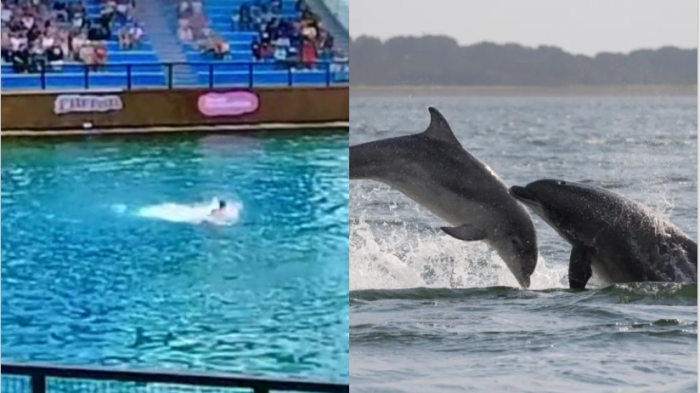 Delfín atacó a su entrenadora durante un show en vivo: Se abalanzó sobre ella e intentó ahogarla