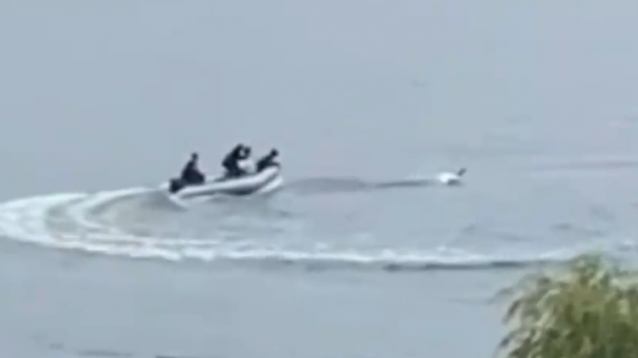 Viralizan indignante persecución de un grupo de turistas a un cisne de cuello negro en el lago Vichuquén