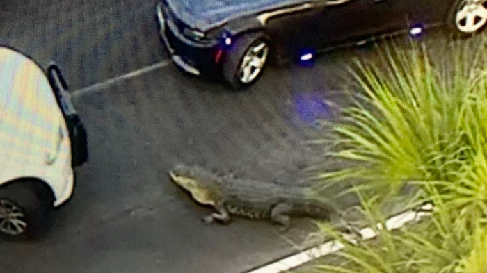 ¿Por qué cruzó la carretera?: Enorme caimán detiene el tráfico en plena autopista de EE.UU