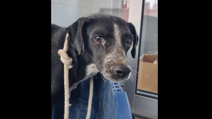 Denuncian maltrato animal: Rescatan a perrita que habría sido quemada con ácido en Antofagasta