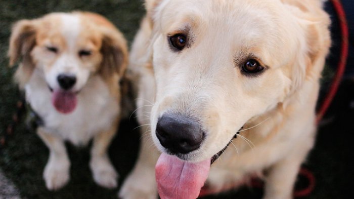 Estudio científico despeja dudas a dueños: ¿Cuántas veces al día debo alimentar a mi perro?
