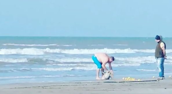 Indignación por hombre que se llevó un delfín envuelto en una frazada de playa en Argentina