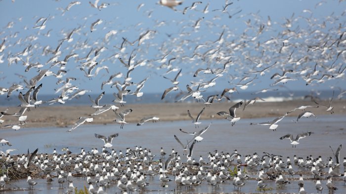 ¡Se pasó! Descubre el increíble viaje del ave que podría ir y volver dos veces a la Luna