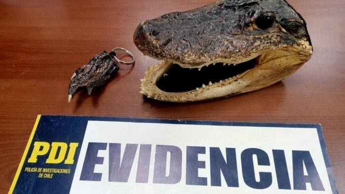 Hasta una cabeza: Detuvieron a hombre que vendía restos de lagarto en feria de Rancagua