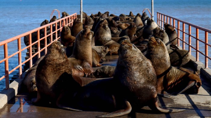 PDI detiene a cuatro sujetos por 