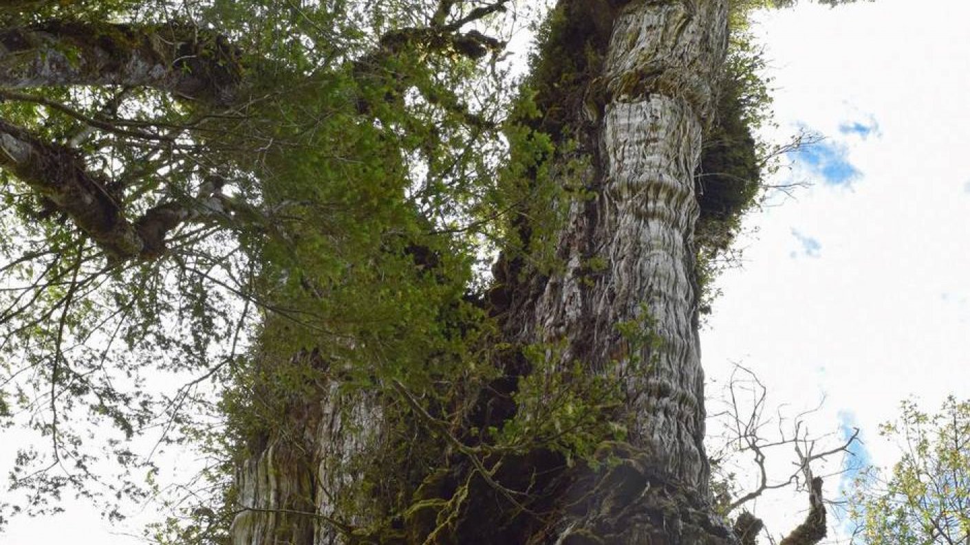 Tiene más de cinco mil años: Árbol vivo más antiguo del mundo estaría en  Chile - Chilevisión
