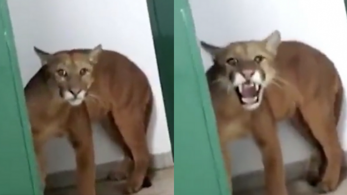 De infarto: Niño se encontró con un puma en el baño de su colegio en Brasil