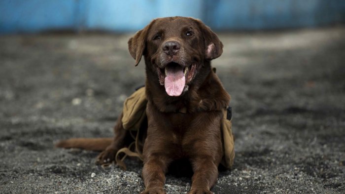 Con hidroterapia y clases diarias: Nuevas escuelas caninas ayudan a perros con problemas de socialización