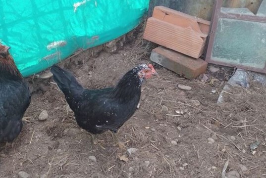 Niña de 8 años recuperó a su gallina perdida gracias a un tierno retrato hecho por ella misma