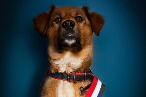 Brownie Boric condenó prácticas de maltrato animal en Villarrica: Llamó a robustecer la Ley Cholito