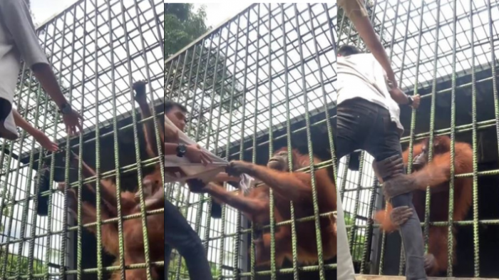 Se quiso hacer el gracioso y le salió mal: Sujeto molestó a un orangután y pasó el susto de su vida