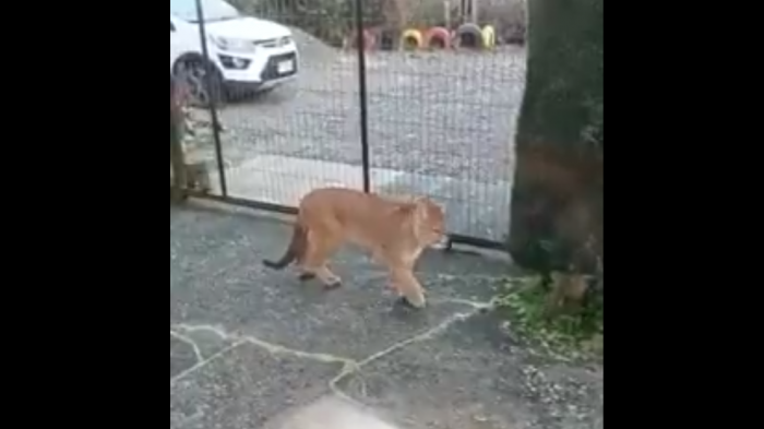 Registran a puma suelto en un pasaje de Puerto Montt: SAG confirmó operativo en curso