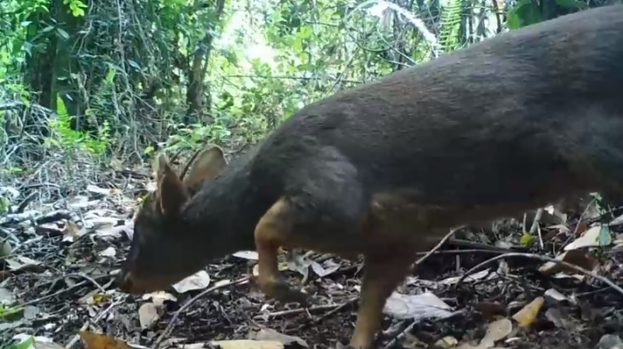 Vuelve fauna en peligro a Parques Nacionales