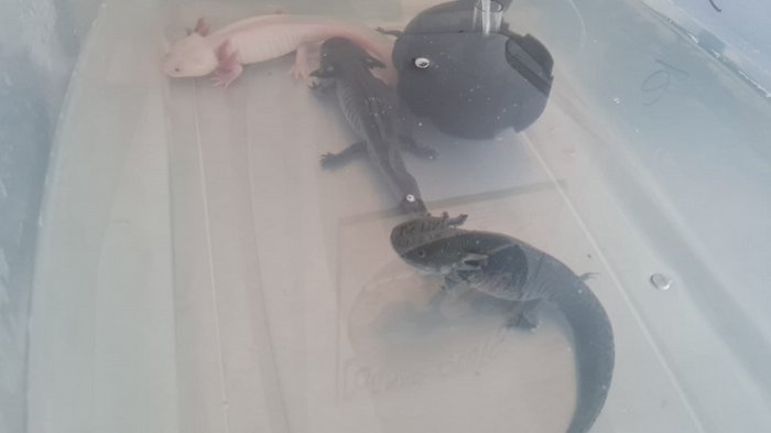 Los vendían por Facebook: ¿Qué son los axolotes y por qué es riesgoso tener animales exóticos?