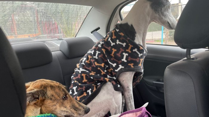 El emotivo reencuentro de una mujer con sus perros: Fueron robados luego de una encerrona en La Cisterna