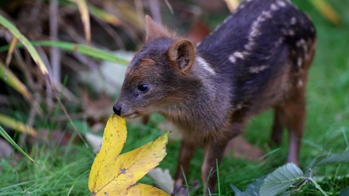 Pudú murió atropellado al interior de parque nacional de Los Lagos: Conaf llamó a 