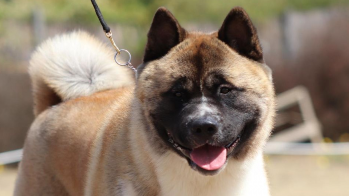 Fiscalía abre investigación por maltrato animal tras muerte de perro en Pirque: Familia apunta contra vecino