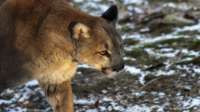 Tres pumas fueron rescatados: Acusado de asesinato en Bolivia tenía un centenar de animales silvestres cautivos