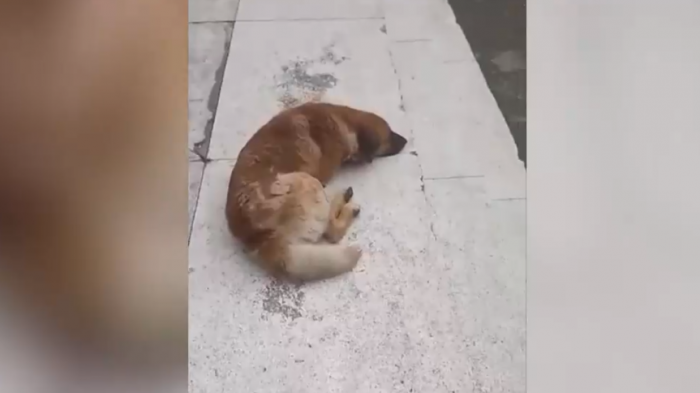 Quedó con graves heridas: Millonaria indemnización por ataque de perro callejero en Villarrica