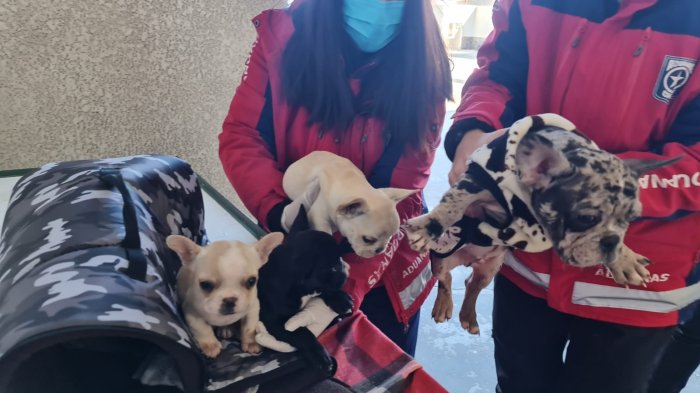 Cuatro cachorros bulldog francés son rescatados por Aduanas en Colchane: Habrían sido comprados en Bolivia